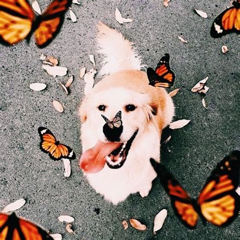 Puppy And Butterflies Cute Animals Cute Creatures Cute Puppies