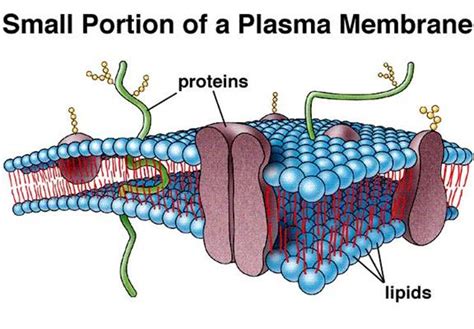 A cell membrane is part of the cell found in both plants and animals. 5 pictures of animal cell membrane : Biological Science ...
