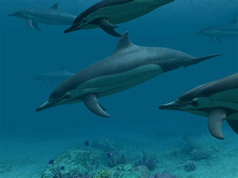 Fish 3d Screensavers Dolphins