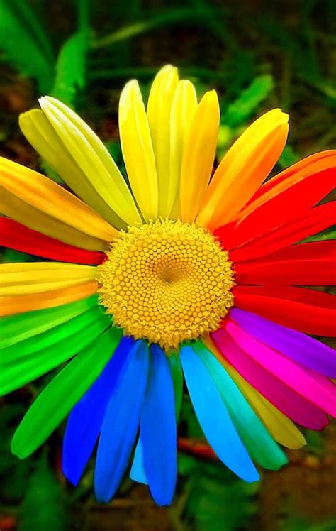 Beauty and knowledge are meant to be shared! Rainbow Daisy | Rainbow colors, Rainbow, World of color