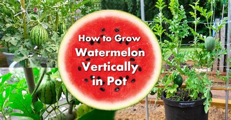 How To Grow Watermelon In Containers Successfully