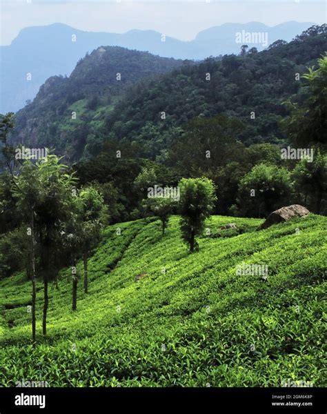 Coonoor Ooty Hi Res Stock Photography And Images Alamy