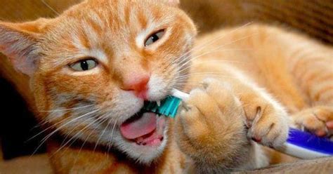 4 Awesome Cat Health Tips For National Pet Wellness Month Cats Funny