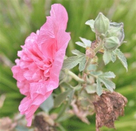 How To Grow Hollyhock From Seed Hollyhocks Flowers Growing Seeds