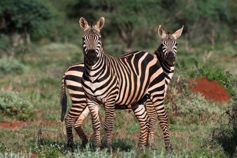 Zebras Tsavo Kenya Animals Animal Photo Zebras