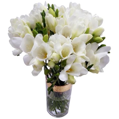 Maybe you would like to learn more about one of these? 20 White Freesia Fresh Flowers | 20 Stems of White Freesia ...