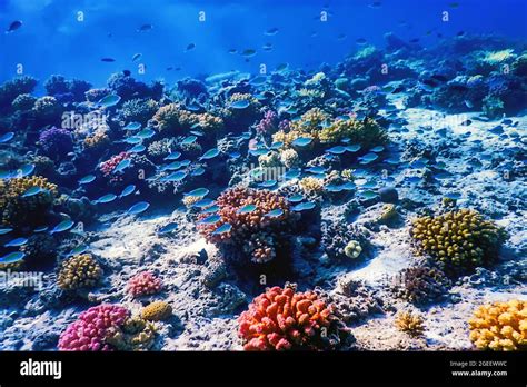 Underwater View Of The Coral Reef Tropical Waters Marine Life Stock