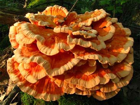 Laetiporus Mushroom That Tastes Like Chicken