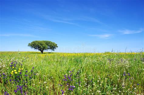 Oak Tree At Flowery Field Stock Photo Image Of Nature 30515888