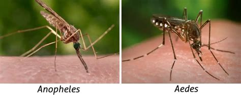 11 Core Difference Between Aedes And Anopheles Mosquito Animal