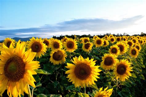 Yellow Sunflower Wallpapers Pictures Sunflower Computer Background Hd