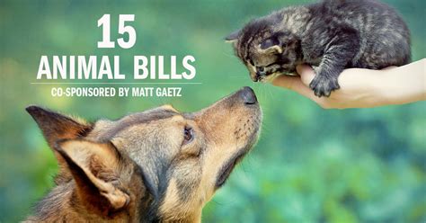 Animal Welfare Wins In 2019 Congressman Matt Gaetz
