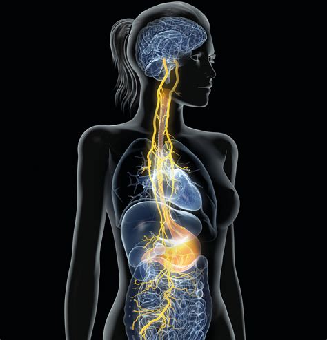 The Connection Between Our Vagus Nerve And Our Central Nervous System