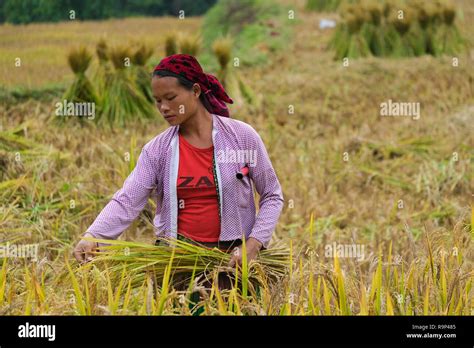 Harvest Season A Woman Farmer Harvesting Ripe Rice By Hand Sickle On Yellow Rice Field Woman