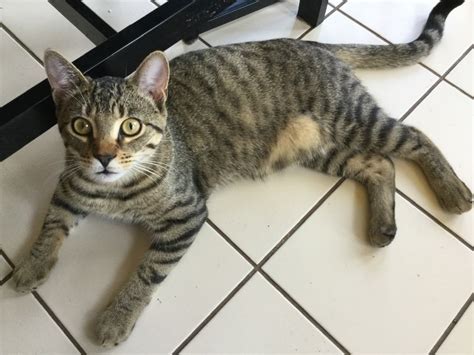 Lost Tabby Cat Guelph News