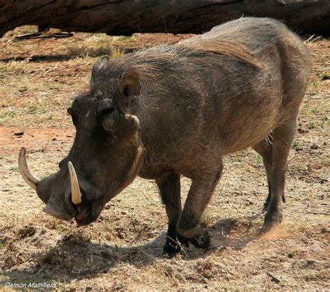 Warthog South Africa Dmathfield Flickr