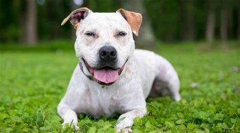 Pitbull Terrier Mixes 21 Different Pittie Cross Breeds We Love 2022