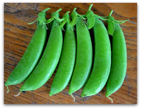 Sugar Snap Peas More Peas For Your Pod Tall Clover Farm