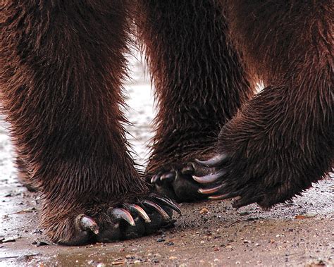 Grizzly Bear Claws