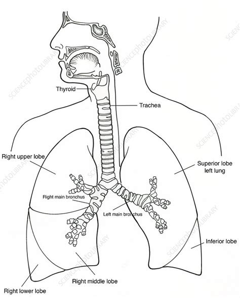 Illustration Of Respiratory System Stock Image F Science