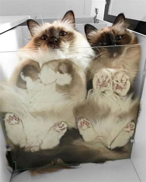 21 Photos Of Cats Sitting On Glass Tables Please Disregard Twistedsifter