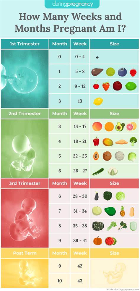 Pregnancy Calendar How Far Along Am I Ketti Meridel