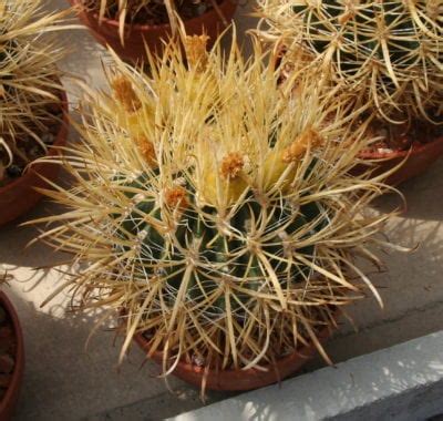 They require a special sandy and high drainage soil and a lot of patience. Tips & Information about Barrel Cactus - Gardening Know How