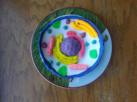 5 Cool How To Make A 3d Plant Cell Model With Playdough Ytt6r Mockup