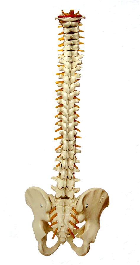 Spine Backbone Vertebrae Free Image On Pixabay