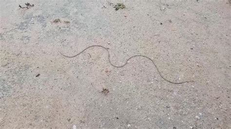 Mystery Snake Like Creature Baffles Burmese As It Moves Along The Ground Video