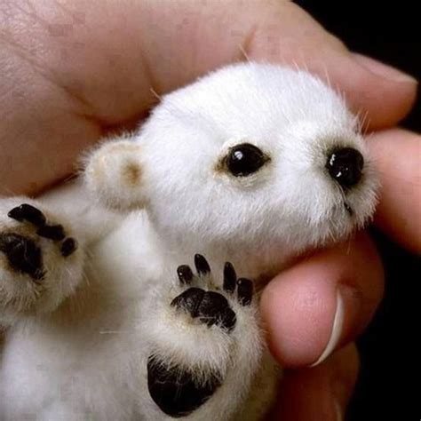 Honestly How Much Can A Baby Polar Bare Newborn Animals Animals And