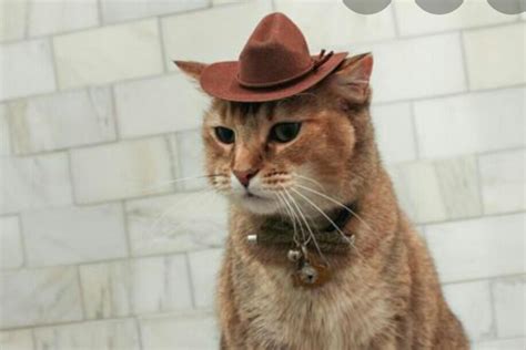 Today it is worn by many people, and is particularly associated with ranch workers in the western and southern united states, western canada and northern mexico. Thought you guys may like this cat in a cowboy hat ...