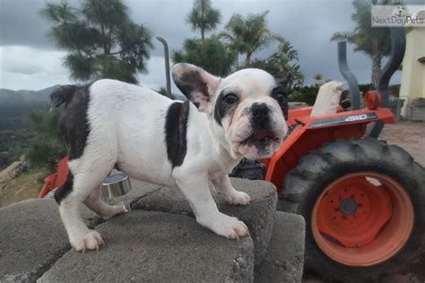 Website created by melissa kaplan for scbr © 2020 / all rights reserved. Sampson: French Bulldog puppy for adoption near San Diego ...