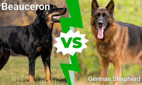Beauceron Vs German Shepherd Key Differences Explained