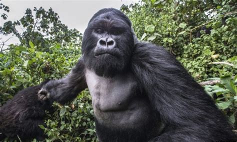 What To Do When A Gorilla Charges Gorilla Trekking Tours