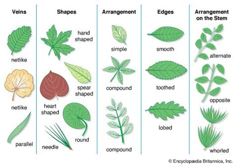 Types Of Leaves And Their Names