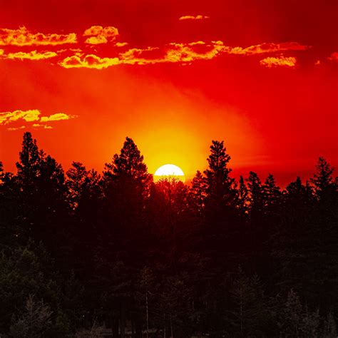 Download Wallpaper 3415x3415 Forest Trees Silhouettes Sun Sunset