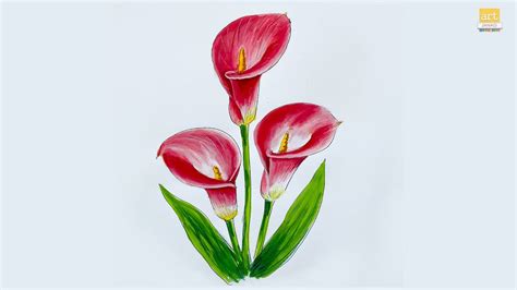 How To Draw A Calla Lily Flower Ii Calla Lily Flower Drawing Easy Ii