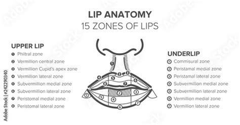 Lip Anatomy 15 Zones Of Lips Lip Injections Stock Vector Adobe Stock