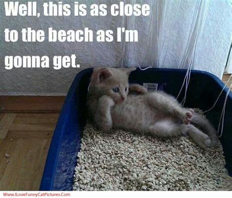 Win The California Vacation Of Your Choice Funny Cat Captions Funny