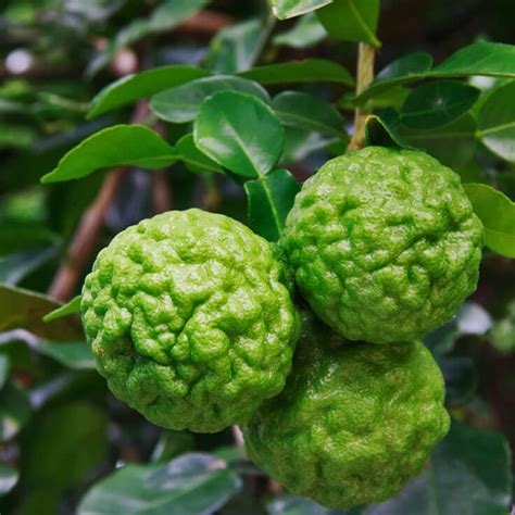 What Makes The Kaffir Lime So Distinct Sukhothai New Orleans