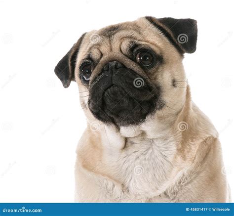 Pug Looking Up Stock Image Image Of Puppy People Cute 45831417
