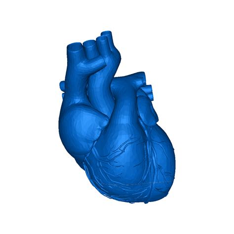 Human Heart 3d Models Download Creality Cloud