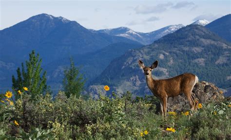 Do Deer Eat Sunflowers and Will They Grow Back?