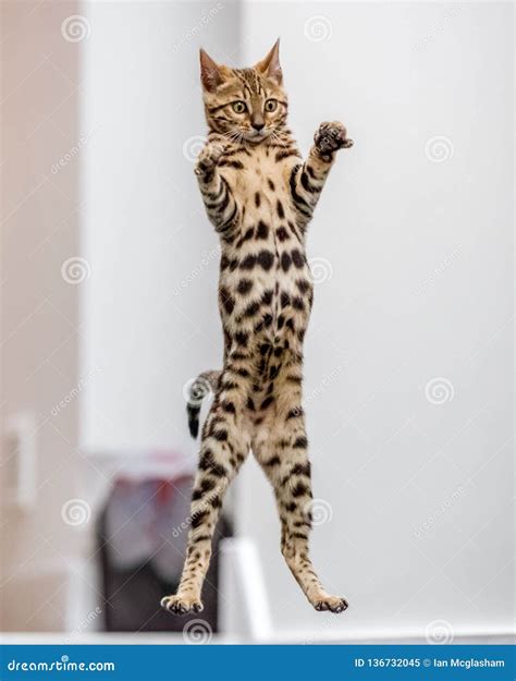 A Bengal Kitten Jumping In The Air With Claws Out Stock Image Image