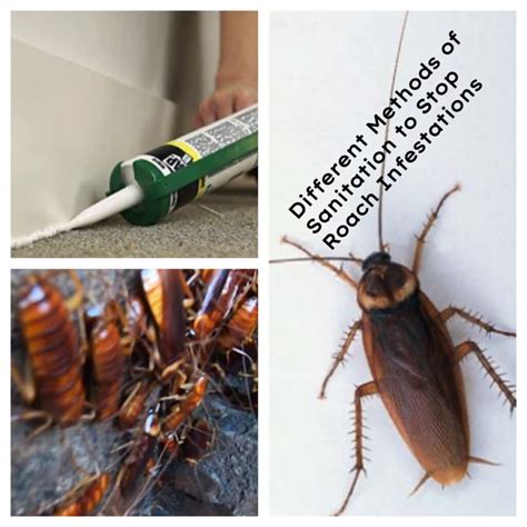 Preventing Roaches Through Sanitation All You Need To Know