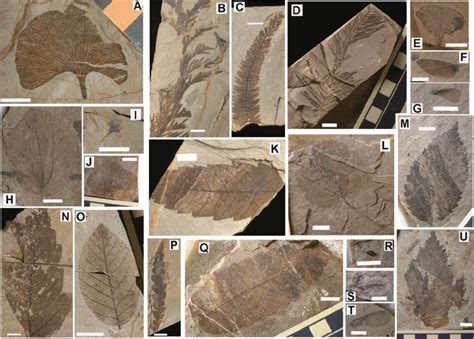 Examples Of Plant Macrofossils From The Falkland Site All Scale Bars Download Scientific