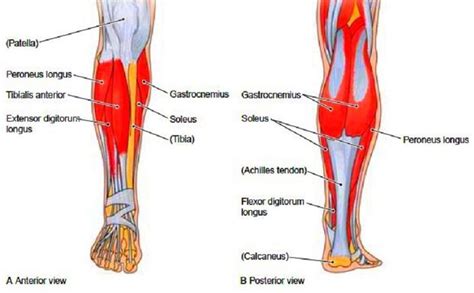 Click on the labels below to find out more about your muscles. Muscles of the Leg and Thigh (With images) | Lower leg ...