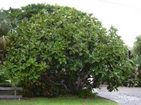 Check spelling or type a new query. Office Plants Chicago Interior Landscaping | Office Plant ...
