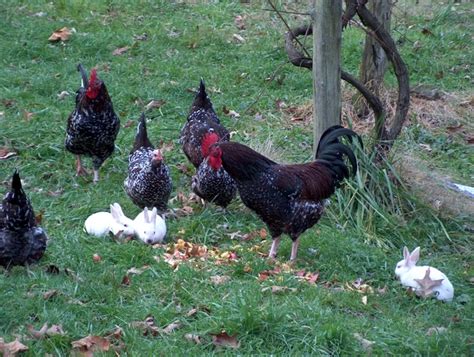 Termenul de iepure desemnează mamiferele cu urechi lungi din familia leporidae, ordinul lagomorpha. poze-gaini-iepuri-imagini-haioase - poze iepurasi - dragutyka